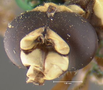 Media type: image;   Entomology 436 Aspect: head frontal view